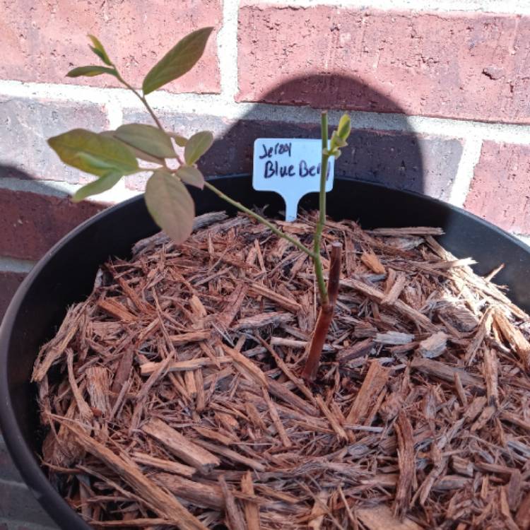 Plant image Vaccinium corymbosum 'Sharpblue'