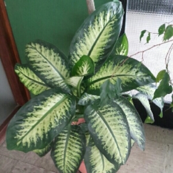 Dieffenbachia maculata