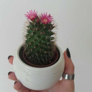 Mammillaria spinosissima subsp. pilcayensis