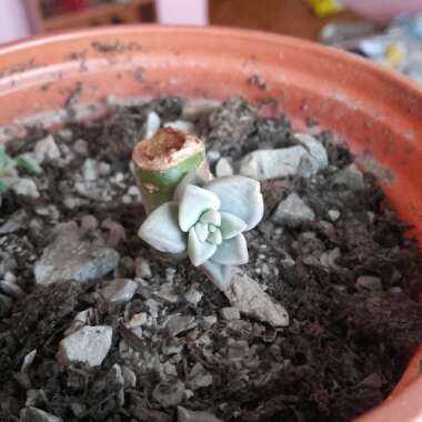 Graptopetalum Tricolour