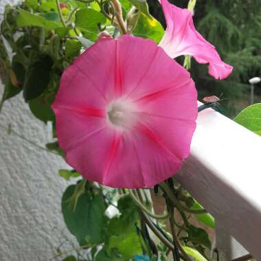 Ipomoea