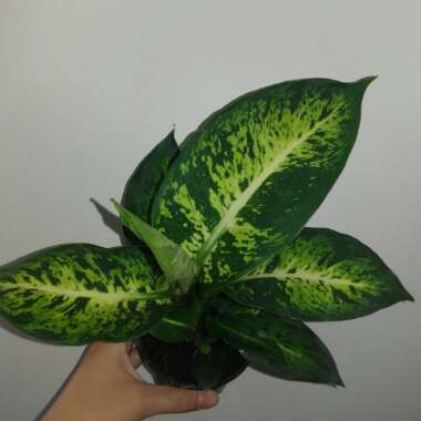 Dieffenbachia Seguine