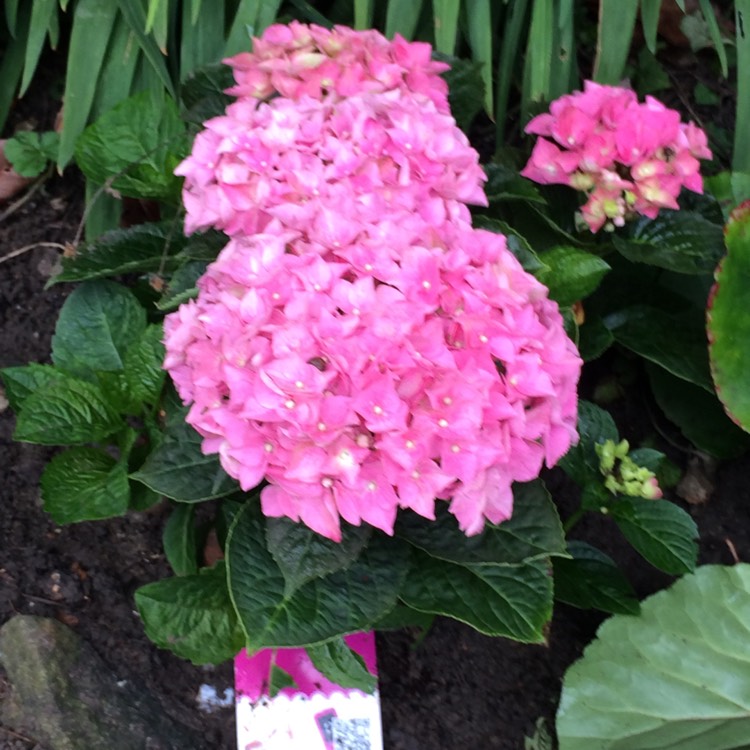 Plant image Hydrangea macrophylla 'Cocktail' (Rendez-vous Series)