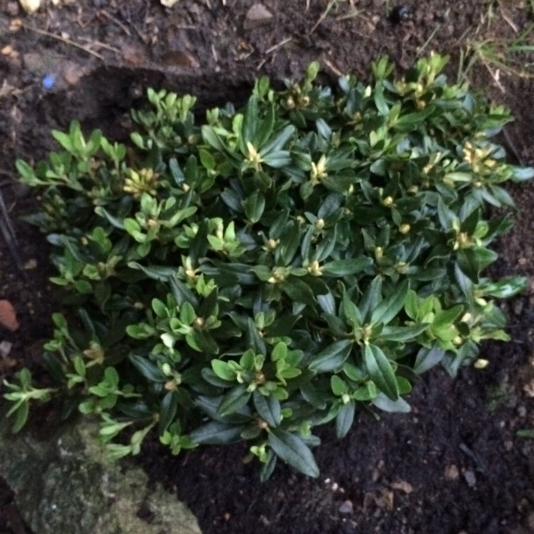 Plant image Rhododendron 'Night Sky'