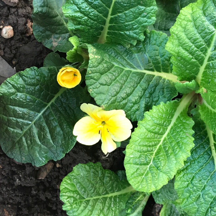 Plant image Potentilla fruticosa 'Primrose Beauty'