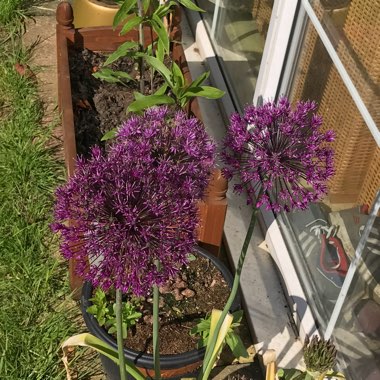 Allium 'Ambassador'