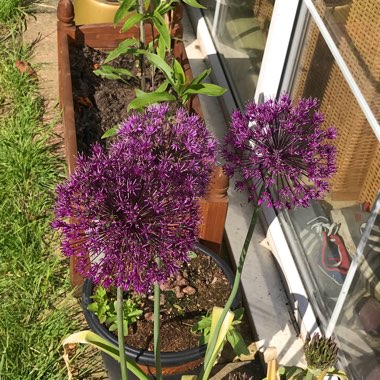 Allium 'Ambassador'