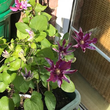 Clematis 'Red Cardinal'