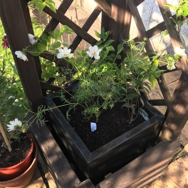 Cosmea 'Cosmic Yellow'