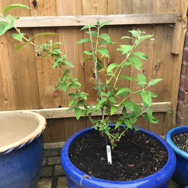 Weyer Butterfly Bush 'Sungold'