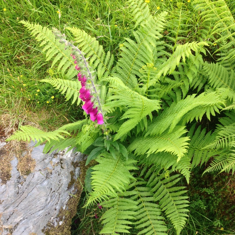 Plant image Digitalis purpurea 'Camelot Rose'