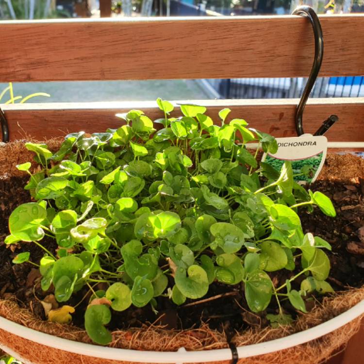 Plant image Dichondra repens