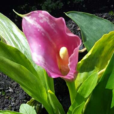 Calla Lily