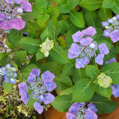 Hydrangea 'Blue Bonnet'