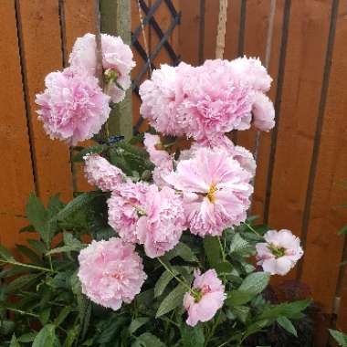 Peony 'Rosea Plena' (Herbaceous)