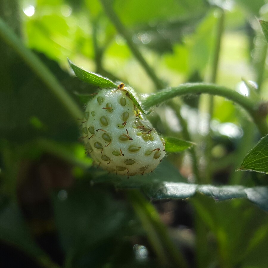 Fragaria x ananassa 'Pikan' (Fragoo Series) syn. Fragaria x ananassa 'Fragoo Pink'