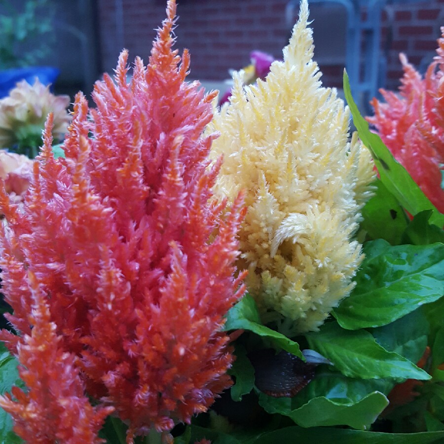 Celosia