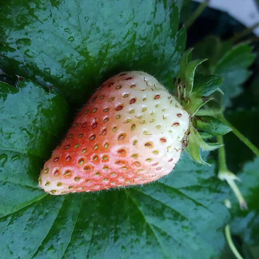 Fragaria x ananassa 'Pikan' (Fragoo Series) syn. Fragaria x ananassa 'Fragoo Pink'