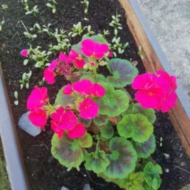 Pelargonium