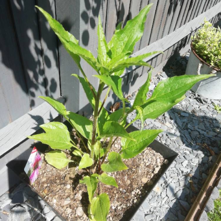 Plant image Echinacea purpurea 'Doubledecker' syn. Echinacea 'Doppelganger'