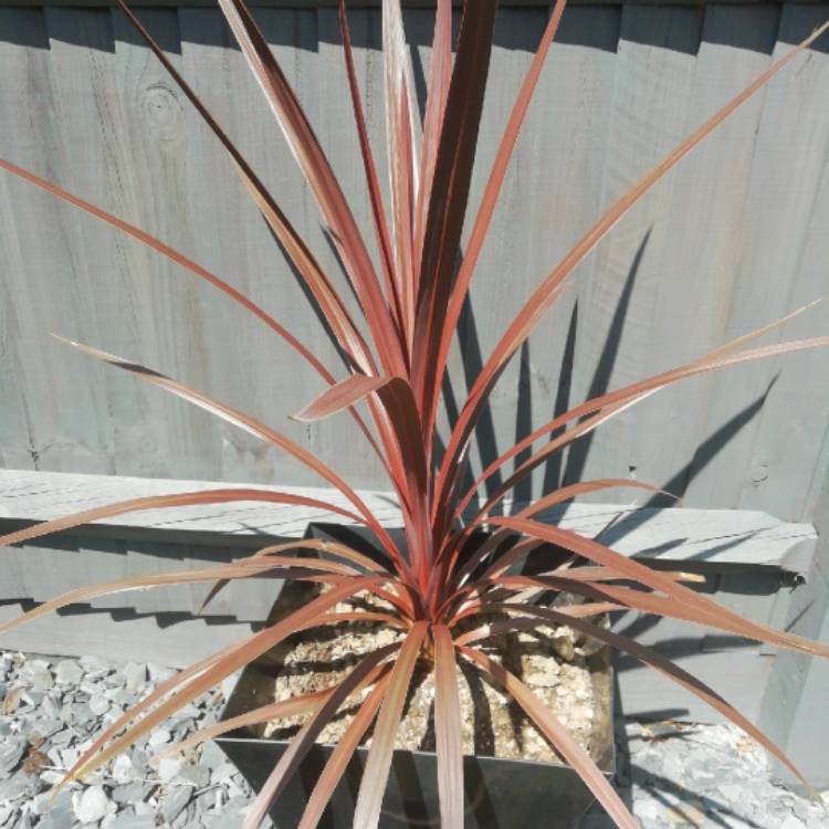 Plant image Cordyline australis 'Torbay Red'