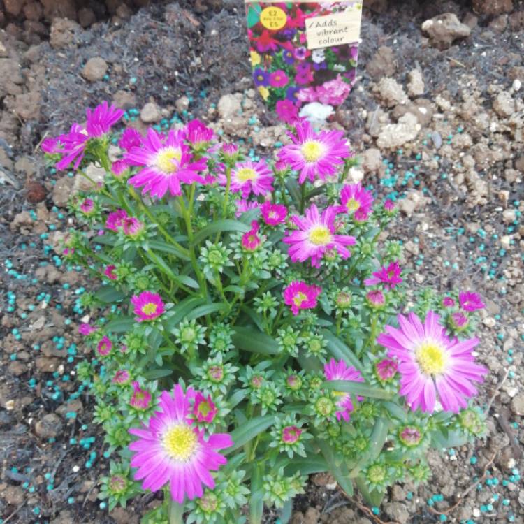 Plant image Aster novi-belgii 'Eventide'