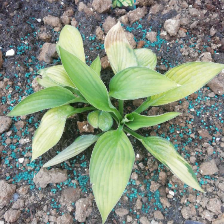 Plant image Hosta 'Gold Standard'