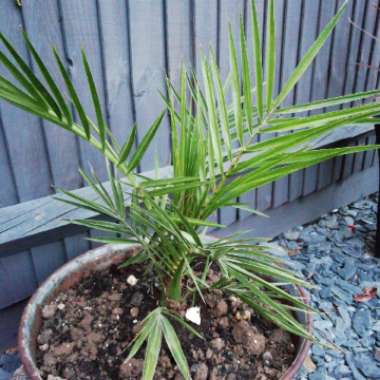 Mediterranean Fan Palm