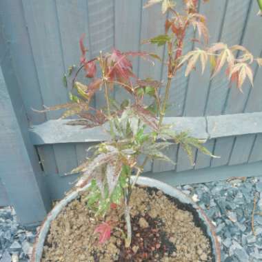 Japanese Maple 'Atropurpureum'