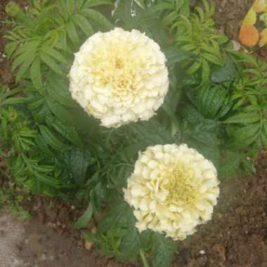 African Marigold