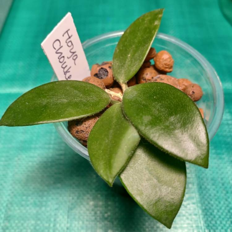 Plant image Hoya 'Chouke'