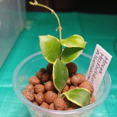 Hoya Heuschkeliana Albomarginata