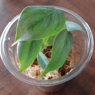 Philodendron Sodiroi