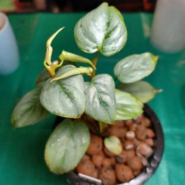 Philodendron Sodiroi