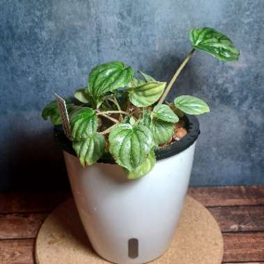 Peperomia 'Moonlight'