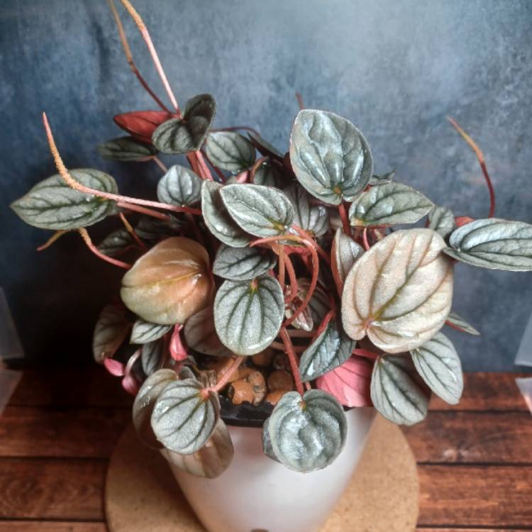 Plant image Peperomia Sunrise