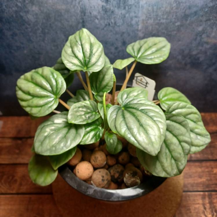 Plant image Peperomia 'Frost'