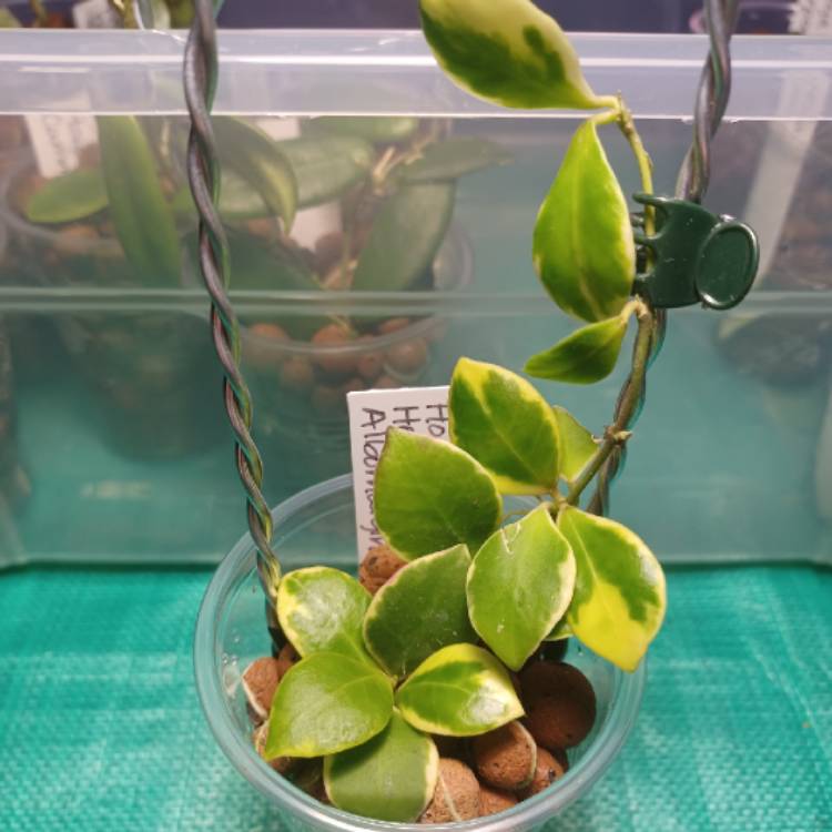 Plant image Hoya Heuschkeliana Albomarginata