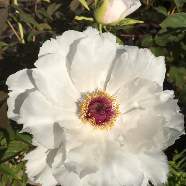 Tree Peony 'White Phoenix'