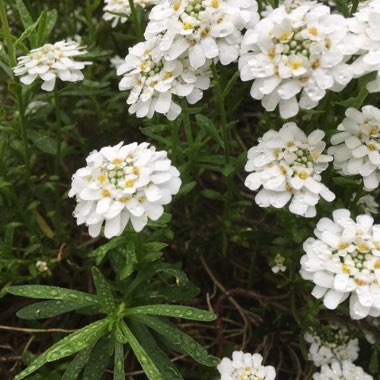 Perennial Candytuft