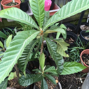 Loquat