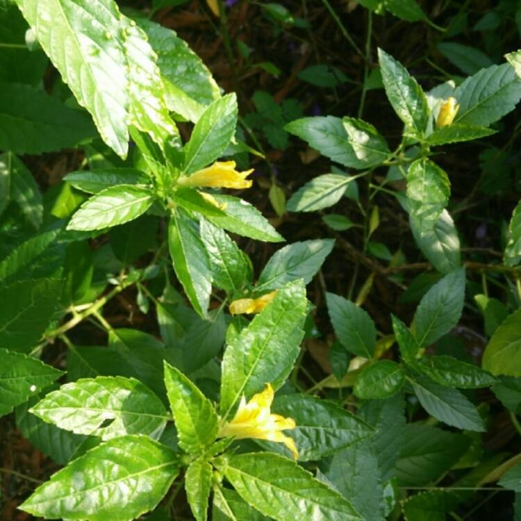 Plant image Ranunculus acris