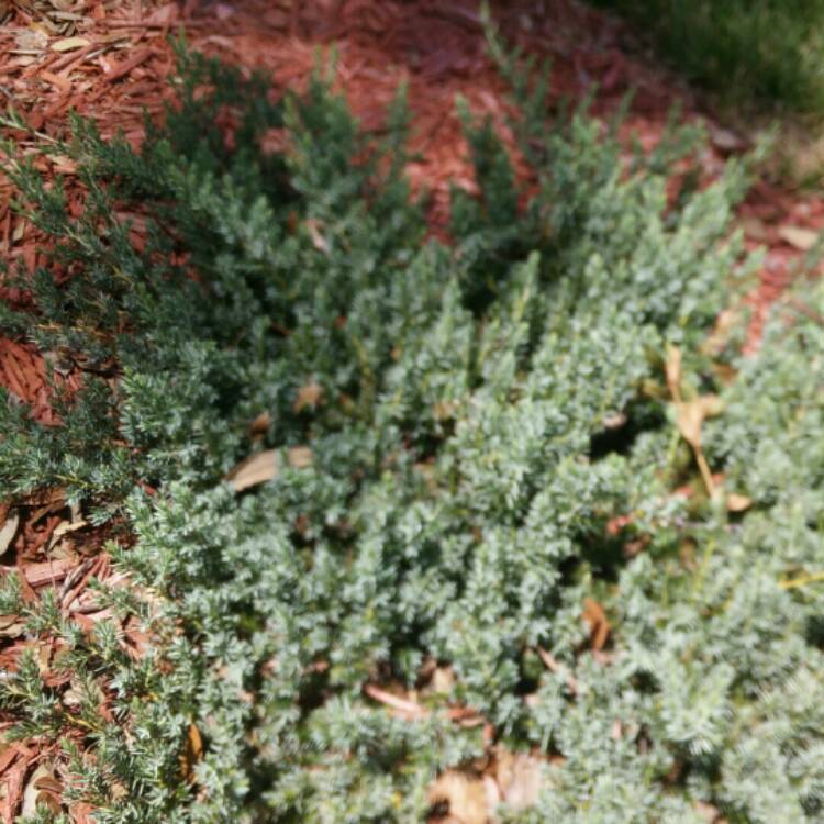 Plant image Juniperus squamata 'Blue Carpet'