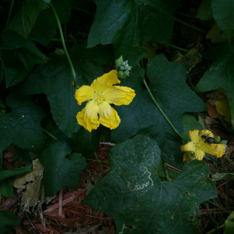 Plant image Luffa acutangula