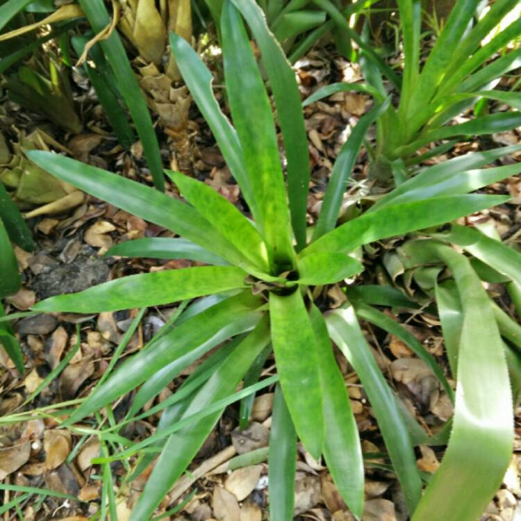 Plant image Tillandsia utriculata 'Wild Pine'