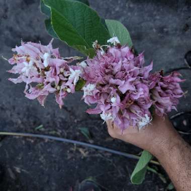 Clerodendrum macrostegium