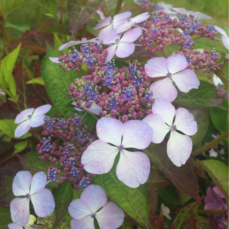 Plant image Hydrangea serrata 'Bluebird'