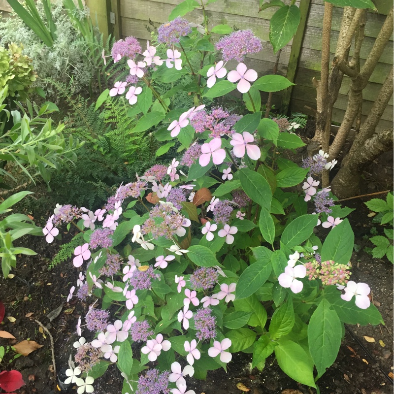 Plant image Hydrangea serrata 'Bluebird'