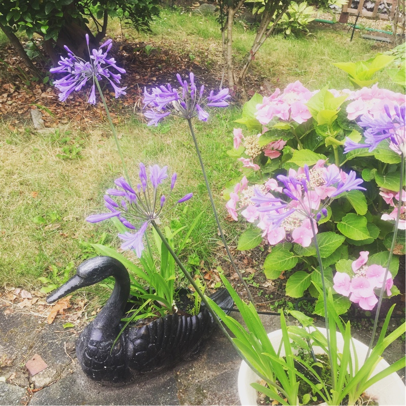 Plant image Agapanthus 'Atiblu' (Storm Series) syn. Agapanthus 'Blue Storm'