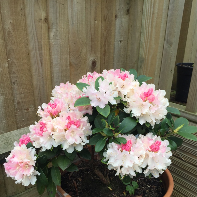 Rhododendron 'Dreamland'